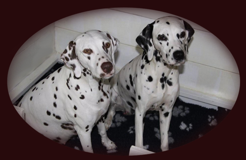 Arusha und Lizzy in der Wurfkiste