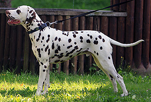 Balou