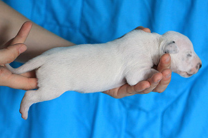 Rosa rechts