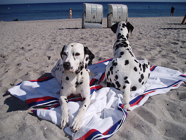 Arusha und Chip am Strand