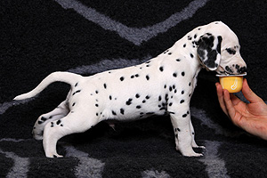 Bourbon Raisin