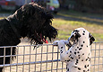 Bourbon Raisin und Ayla